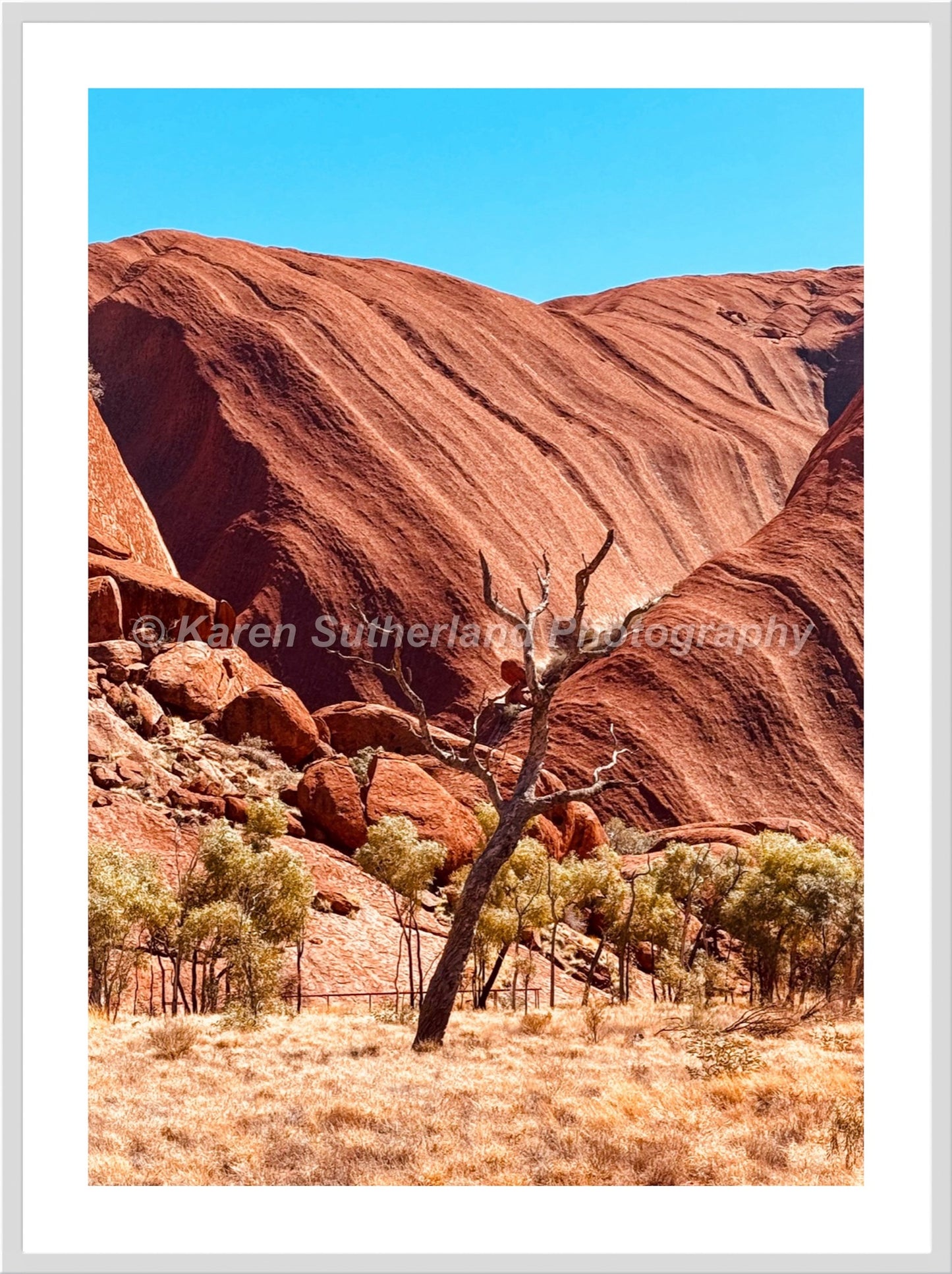 Lone Tree Uluru